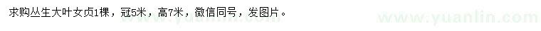 求購(gòu)高7米叢生大葉女貞