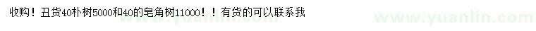 求購40公分樸樹、皂角