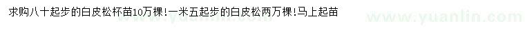 求購80、150公分以上白皮松