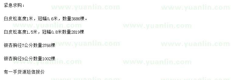 求購高1、1.5米白皮松、胸徑7、9公分銀杏