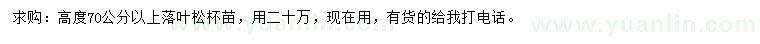求購高70公分以上落葉松