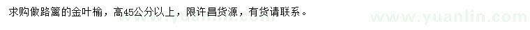 求購(gòu)高45公分以上金葉榆