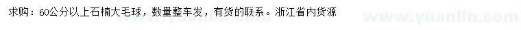 求購(gòu)60公分以上石楠大毛球