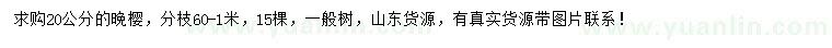 求購20公分晚櫻