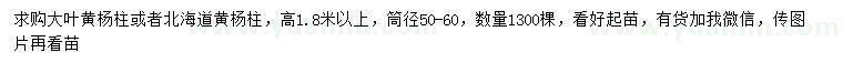 求購高1.8米以上大葉黃楊柱或北海道黃楊柱
