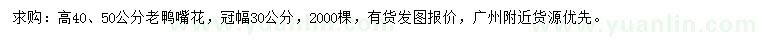 求購高40、50公分老鴨嘴花