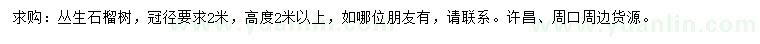 求購(gòu)冠2米叢生石榴樹