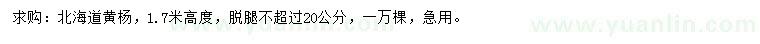 求購高1.7米北海道黃楊