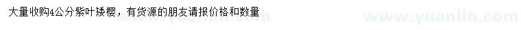 求購4公分紫葉矮櫻