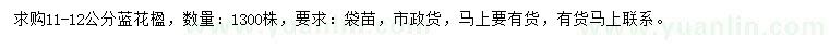 求購11-12公分藍花楹