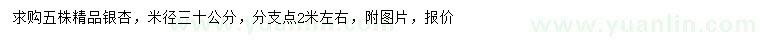 求購米徑30公分銀杏