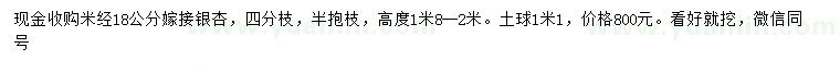 求購米徑18公分銀杏