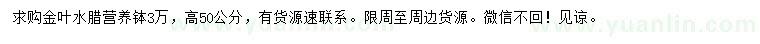 求購高50公分金葉水臘