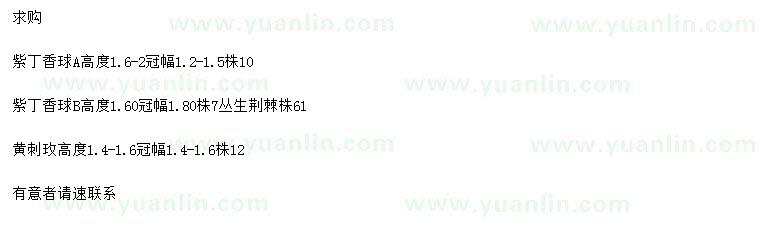 求購紫丁香、叢生荊棘、黃刺玫