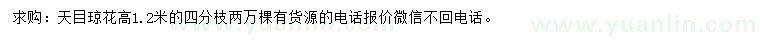 求購高1.2米天目瓊花