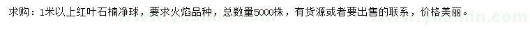 求購(gòu)1米以上紅葉石楠