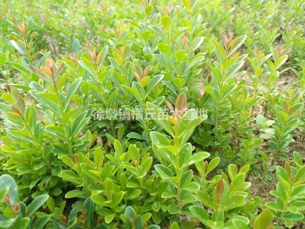 大葉紅楊（赤楠）
