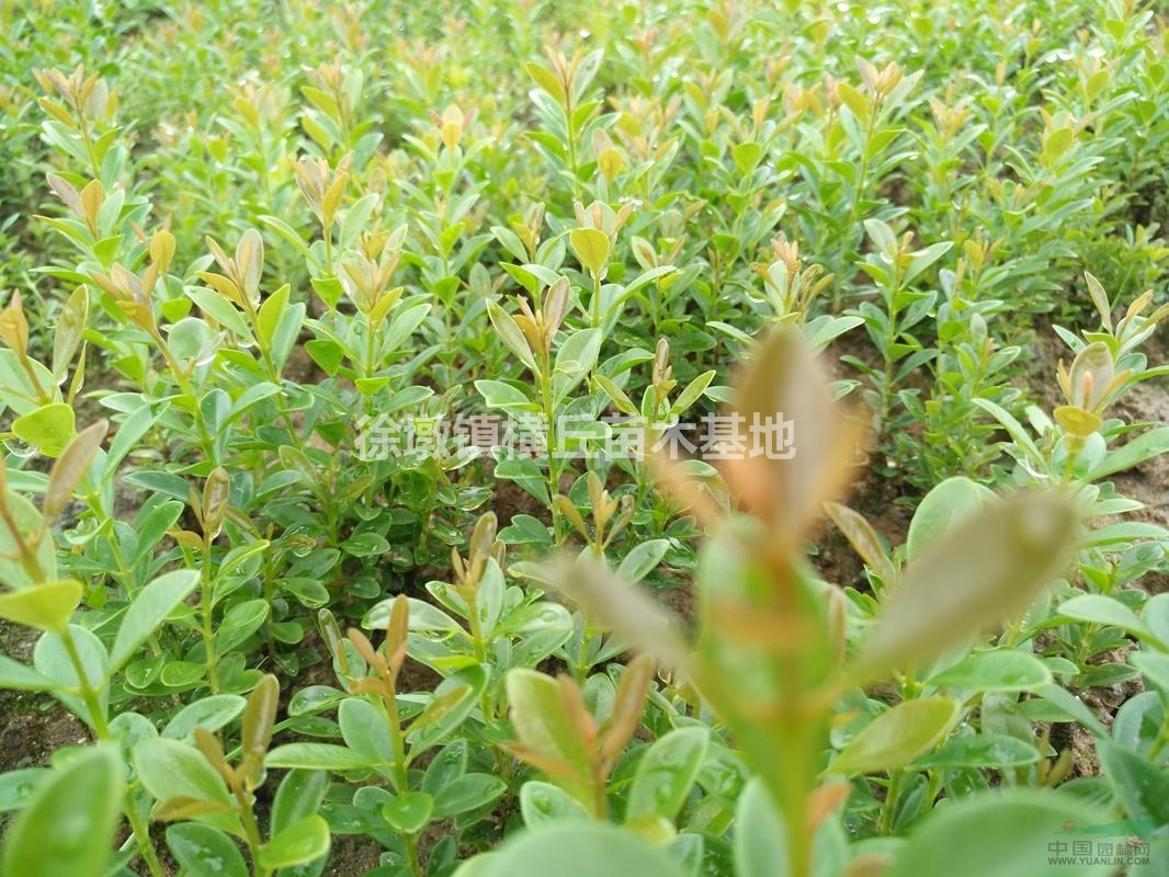 大葉紅楊（赤楠）