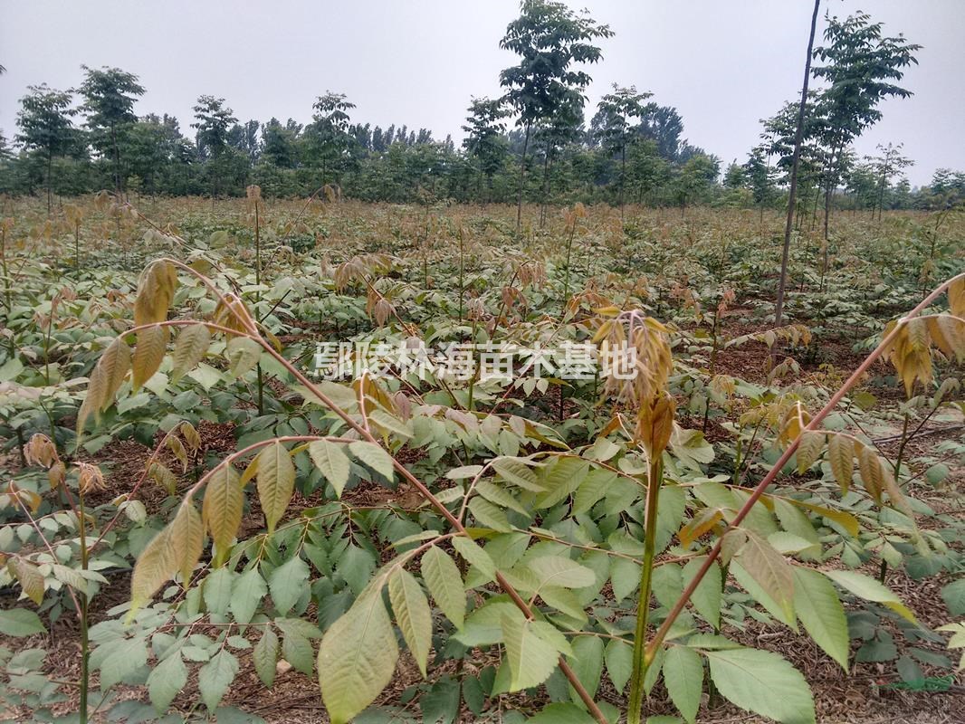 河南欒樹黃山欒1--20公分