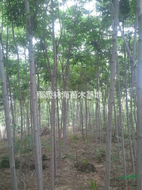 河南欒樹黃山欒1--20公分