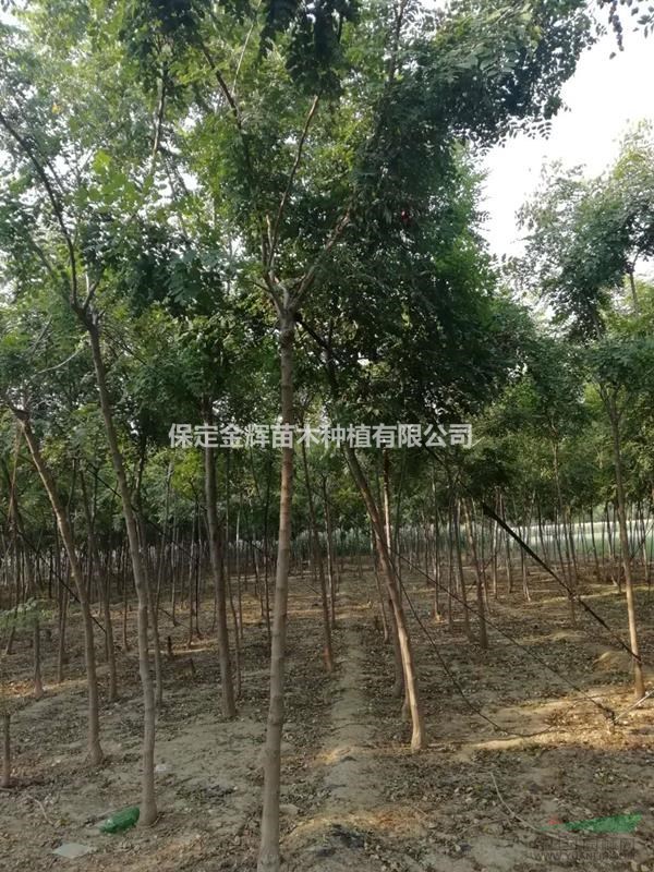 北京欒產(chǎn)地-北京欒批發(fā)-北京欒新價格