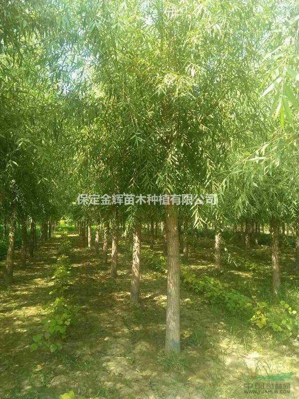 河北旱柳價格-旱柳-保定旱柳基地