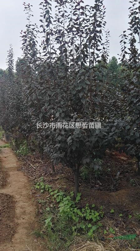 紫葉李 紅葉李