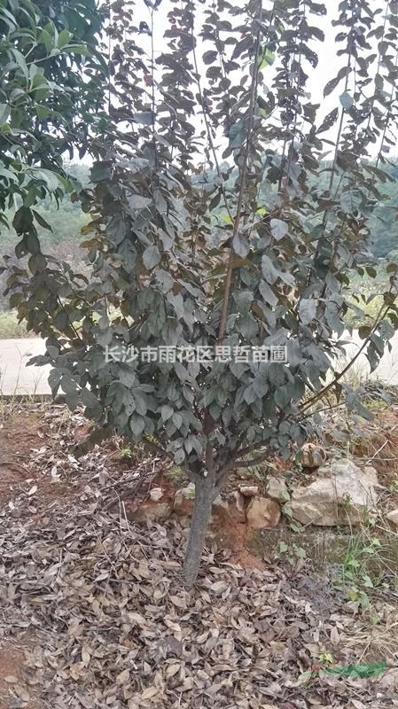 紫葉李 紅葉李