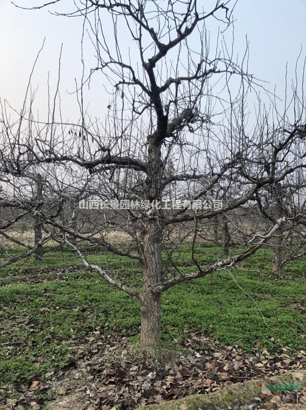 梨樹的種植環(huán)境有哪些要求？種植梨樹需要什么土壤可以種植梨樹？