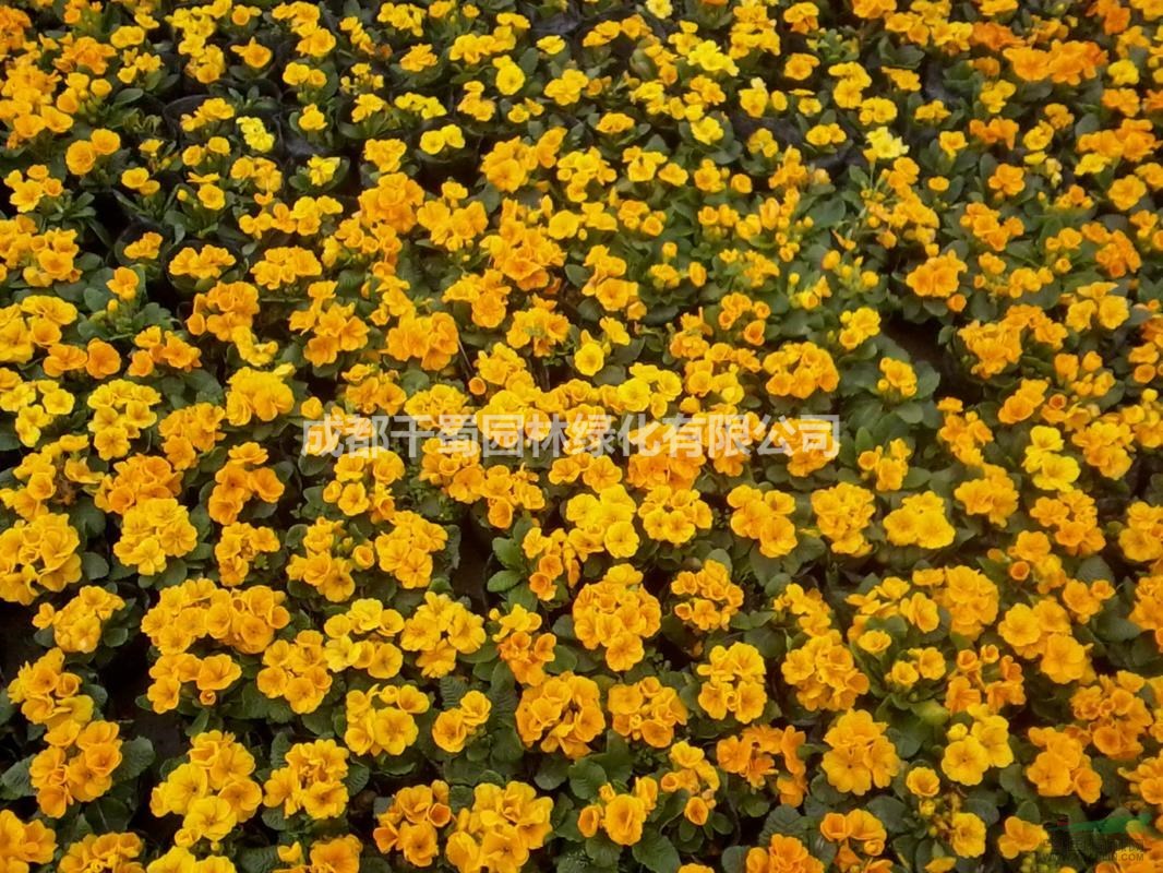 報春花出售.冬季耐凍的草花供應(yīng).歐洲報春價格