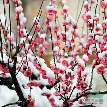 梅花苗庭院盆栽地栽梅花树苗