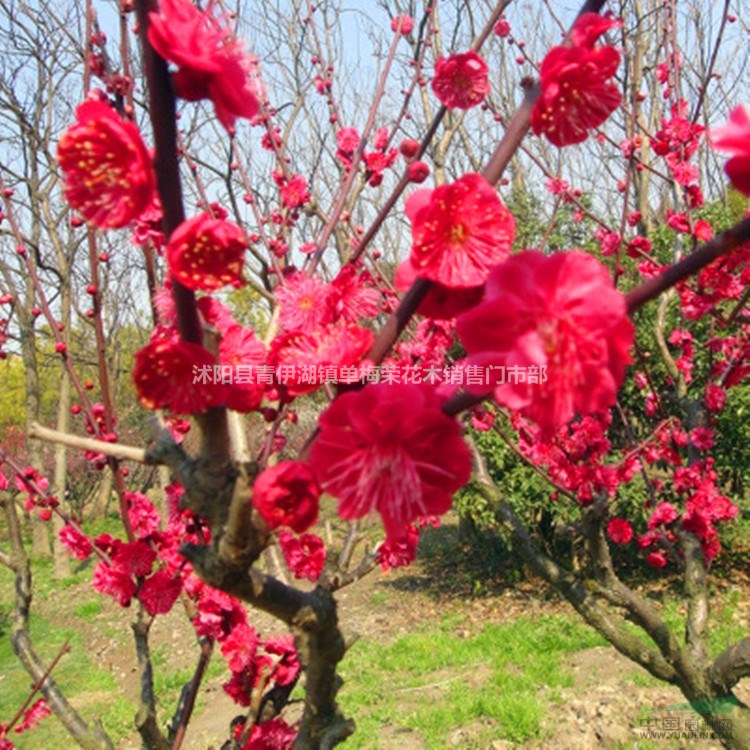 梅花苗庭院盆栽地栽梅花树苗