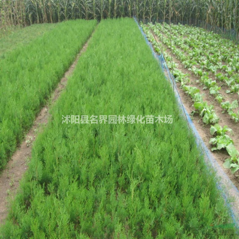 側(cè)柏  園林綠化 產(chǎn)地直銷  量大送貨
