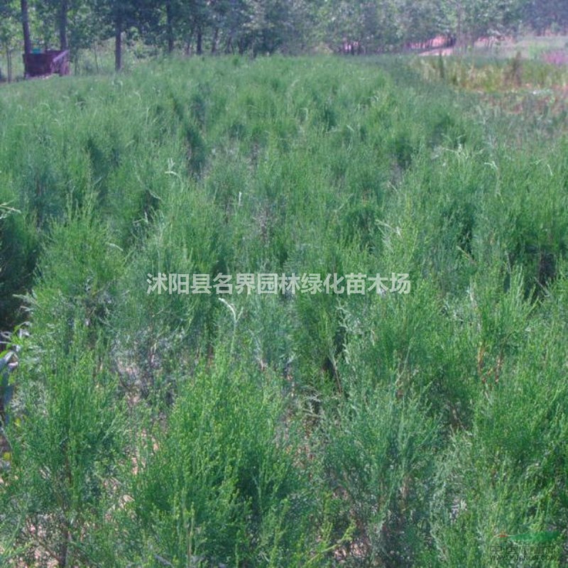 側(cè)柏  園林綠化 產(chǎn)地直銷  量大送貨