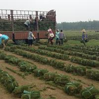 基地銷售馬尼拉 果嶺草 百幕大 高羊茅的草坪