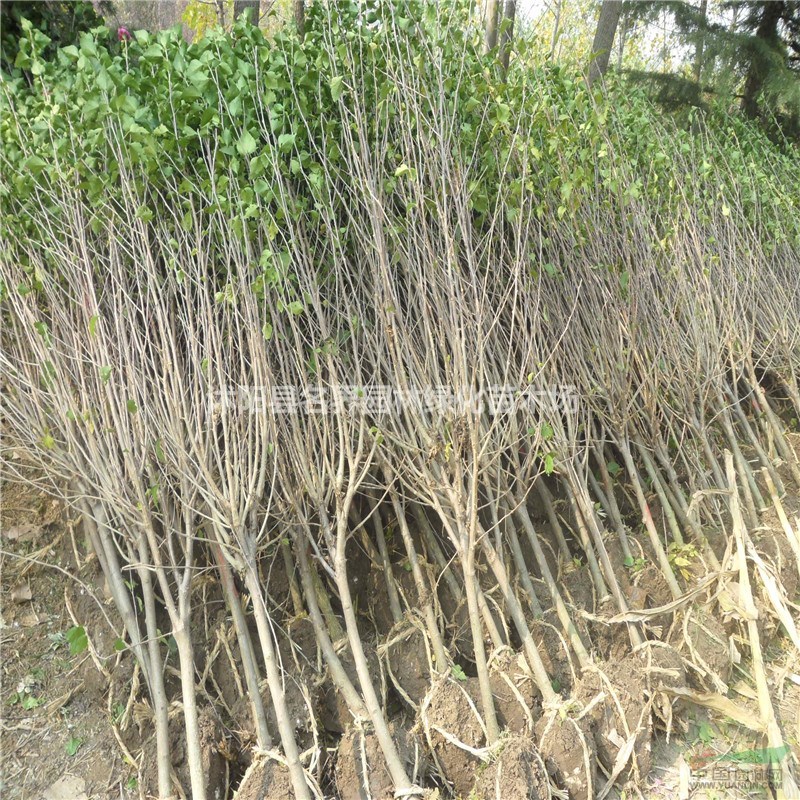 獨桿木槿 規(guī)格齊全 品種優(yōu)良 品質(zhì)保障