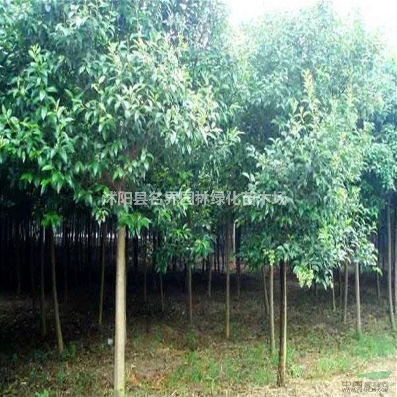 獨(dú)桿女貞  景觀裝飾  自有苗圃直發(fā)  批發(fā)價(jià)格