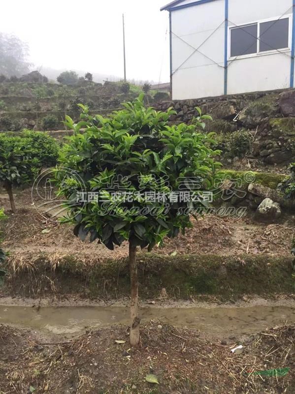 茶花苗茶花樹茶花基地_美國綠可娜茶花介紹