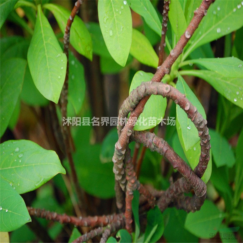 結(jié)香 量大更優(yōu) 送貨上門(mén)  品質(zhì)保障