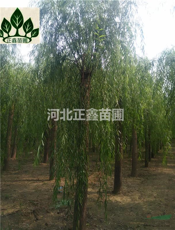 哪里嫁接垂柳多 嫁接垂柳哪里有