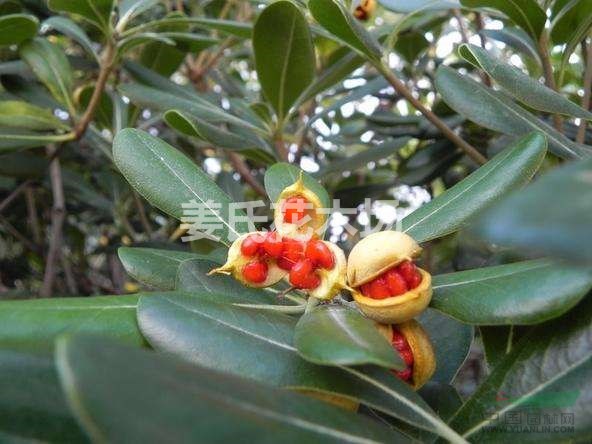 白花紅籽葉色亮綠的海桐球海桐小苗海桐種子火棘種子女貞種子