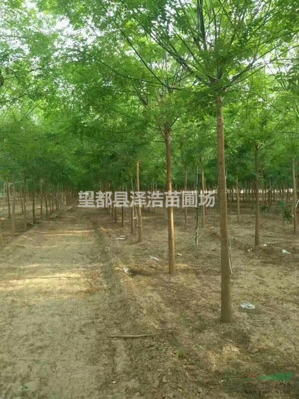 國槐供應國槐出售國槐批發(fā)國槐河北國槐定州國槐國槐價格國槐基地
