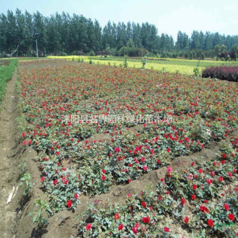 批發(fā)紅帽月季 豐花月季 紅帽月季小苗 四季開花植物月季花盆栽