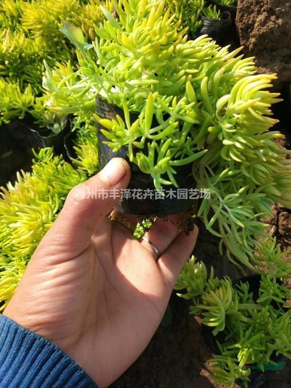 山東佛甲草種植基地