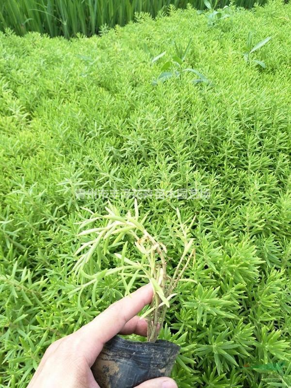山東佛甲草種植基地