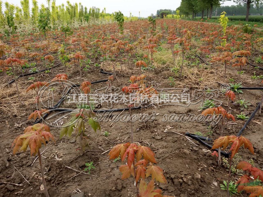 美國紅楓苗紅楓樹紅楓基地_金運紅楓品種介紹