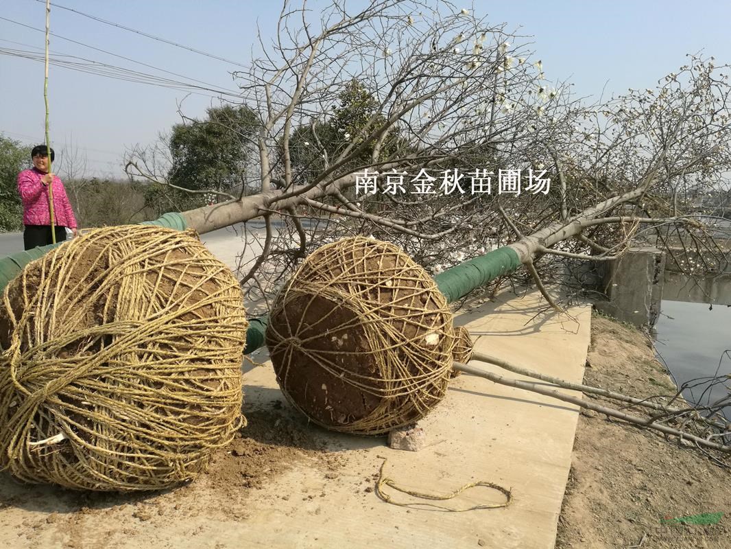 米徑12公分/14公分白玉蘭價(jià)格