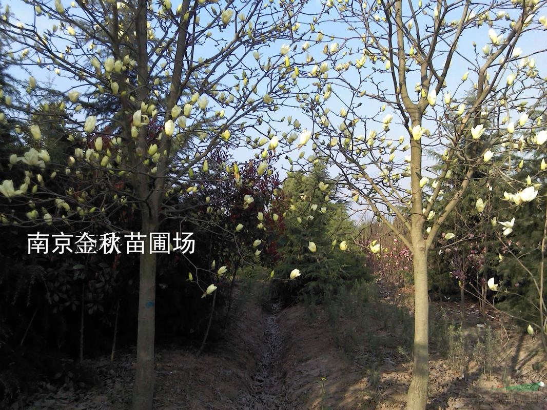 米徑12公分/14公分白玉蘭價(jià)格