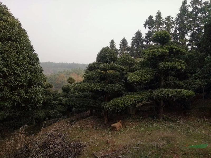 湖南長沙縣大量供應(yīng)造型羅漢松，桂花