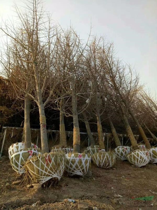 湖南长沙县大量供应银杏树